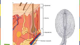 Integumentary System Part 3 [upl. by Grunenwald179]