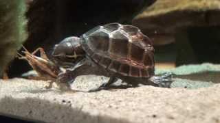 Musk Turtle eating cricket 16122013 [upl. by Llenreb]