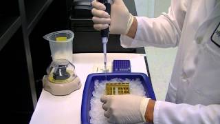 ExoSAPIT Reagent  enzymatic PCR cleanup with no sample loss [upl. by Louls]