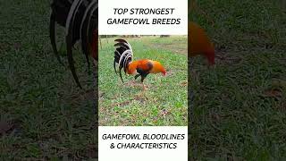 Top Gamefowl of the year 2024 short gamefowl rooster [upl. by Anelrahc677]