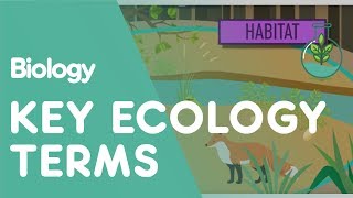 Key Ecology Terms  Ecology and Environment  Biology  FuseSchool [upl. by Saihtam]