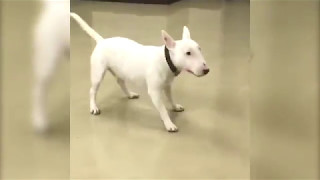 Bull Terrier Excited to See Owner [upl. by Attenaz52]