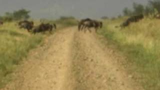 Tansania Große Tierwanderung im Serengeti National Park [upl. by Magena]