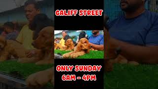 Galiff Street Pet Market। Dog Market shorts Dog petmarket galiffstreet [upl. by Dulcy]