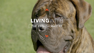 ALL ABOUT LIVING WITH ENGLISH MASTIFFS [upl. by Anauqahc]