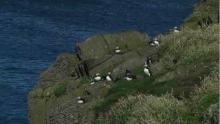 Puffins On The Isle Of May amp Farne Islands HQ [upl. by Pope]