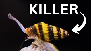 Assassin Snail  REAL KILLER Clea Helena beginner Care Guide [upl. by Jesse]