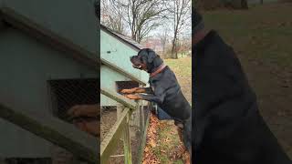 🚨An uninvited guest provocateur in our chicken coop🤦‍♀️ rottweilerlife dog [upl. by Nanaj71]