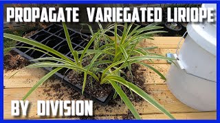 Propagate Variegated Liriope by Division [upl. by Nilecoj413]