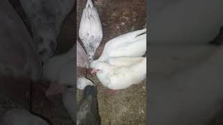 color pigeon breeding update viralvideo shortsvideo trending kabootar foryou [upl. by Redd]