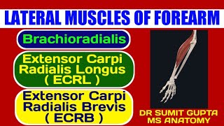 BRACHIORADIALIS ECRL and ECRB  ANATOMY [upl. by Barrada]