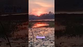 Sunset at Rural Sopheanymok nature shortvideo [upl. by Jorry]