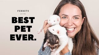 Why Ferrets are Best  Pros of Ferrets as Pets [upl. by Docilla]