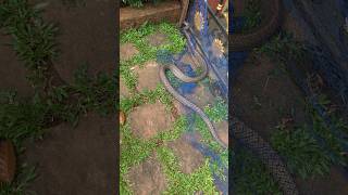 ഇവനെ കൊണ്ട് തോറ്റല്ലോ🐍 Snake trapped in net sarpa urbansnakelife reptiles [upl. by Nina528]