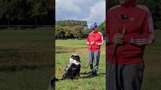 Das richtige Timing in der Hundeerziehung hundetrainer [upl. by Haela979]