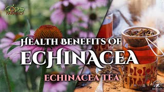 Health Benefits of Echinacea  Echinacea Tea  Gods FARMacy [upl. by Lorita258]