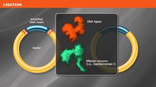 Overview of PCR Cloning [upl. by Donoho228]