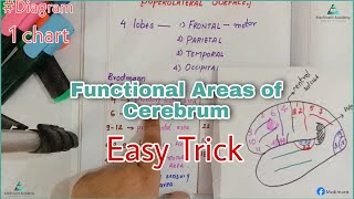 Functional Areas of Cerebrum🧠 Trick  Medimartt Academy anatomy [upl. by Happy]