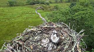 Bywyd Gwyllt Glaslyn Wildlife  Ffrwd Byw  Live Stream 2 [upl. by Ahsito]