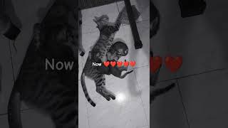 bollywood music song tseries ankleshwar cat catlover bharuch bhoolbhulaiyaa3 amijetomar3 [upl. by Daffie]