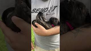 🐶The ULTIMATE English Mastiff Puppy Temperament Test🐶 pt1 dogs dog dogmom d [upl. by Mayrim6]