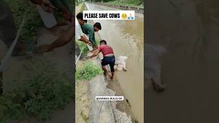 🥺Pleasesavetheanimals savecow ytshortsindia pleasehelp cow ytshorts subscribemychannelshorts [upl. by Magill486]