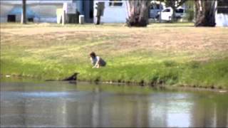 Stupid lady gets attacked by Alligator after Illegally feeding it [upl. by Inahpets951]