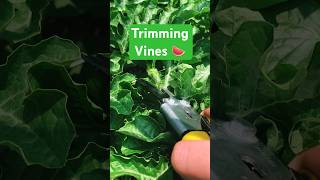 Trimming Watermelon Vines  Garden  plants garden [upl. by Cire]