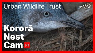 Kororā Little Blue Penguin Nest NIWA [upl. by Tillford31]