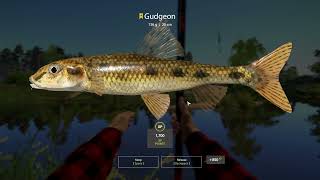 Russian Fishing 4 Winding Rivulet Gudgeon Trophy Float Fishing Tele Weekly Record [upl. by Pearline]