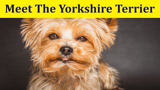 The Yorkshire Terrier [upl. by Desdamona]