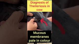 Diagnosis of theileriosis l Anorexia l dr umar khan [upl. by Ocsic]