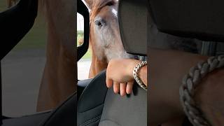 Vieques Puerto Rico Wild Horses Sun Bay Beach [upl. by Tomlinson]