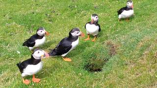 Puffins at Hermaness National Nature Reserve Unst Shetland [upl. by Oiramel676]