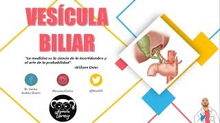 Anatomía  Vesícula Biliar y Conducto Cístico Porciones Relaciones Vasos y Nervios [upl. by Xela826]