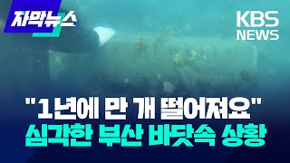 자막뉴스 quot1년에 만 개 떨어져요quot심각한 부산 바닷속 상황  KBS 20231114 [upl. by Riess863]