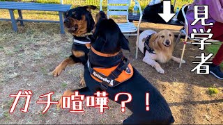 ロットワイラーの魅力がきっとわかる動画【大型犬】 [upl. by Enela]