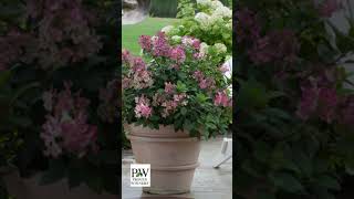 Hydrangeas for Your Garden with Beautiful Blooms provenwinners hydrangeas [upl. by Yebba180]