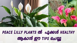 Peace lilly plants benifits  care and flowering tips [upl. by Airretal579]