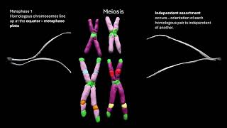 meiosis OCR A ALevel Biology Revision Module 216 Cell division [upl. by Ormand]