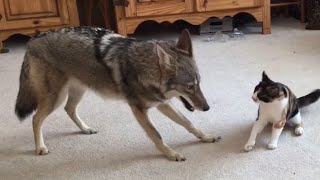 Coyote Plays With Cat  Insane [upl. by Gnohp]