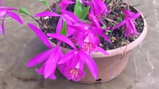 PLEIONE ORCHID CARE TIPS PLEIONE TONGARIRO IN BLOOM [upl. by Brittnee]