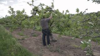 Tracking the Brown Marmorated Stink Bug Part 4 Host Plants and Damage in Orchard Crops [upl. by Doe16]