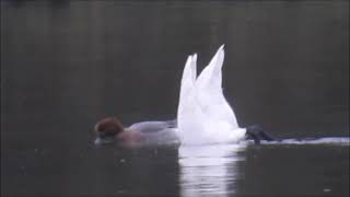 Bewick at Lambton Pond [upl. by Llyrad]