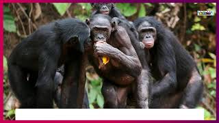 Bonobo vs Chimpanzee  Who Will win This Fight [upl. by Luana]