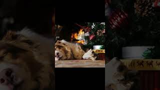 Enjoy the holidays and the cute dog by the fireplace 🔥 holidays pets asmr relax [upl. by Noyart]