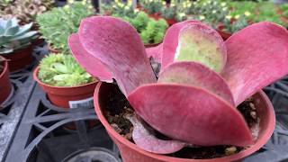 Kalanchoe tetraphylla 多肉植物圖鑑 唐印 [upl. by Efram]