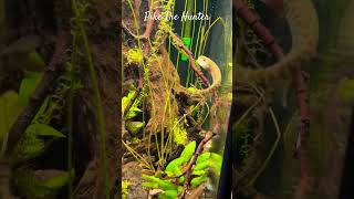 MMA Shorts  Pike Fish The Hunter  Pikes northernpike aggressivefish monsterfish aquariumfish [upl. by Gene]