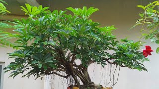 Saplera Umbrella Tree Bonsai [upl. by Arodal905]