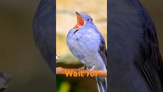 Beautiful bird sound 😍 birds minizoo parrot sparrow finch finches sound beauty minizoo [upl. by Ornie515]